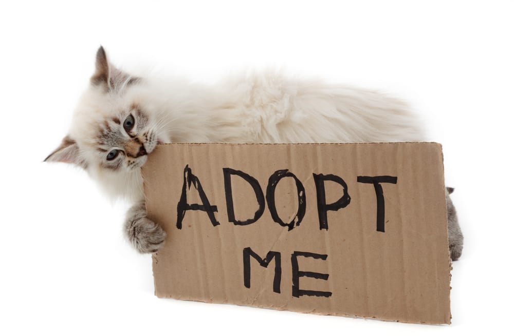 Cat holding adoption me sign